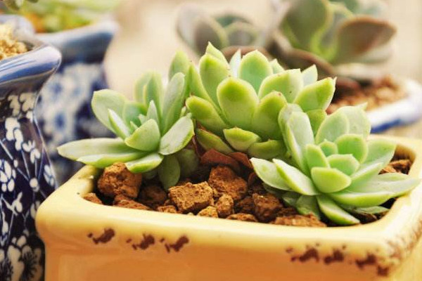 多肉移盆后多久浇水,一般可3~4进行浇水