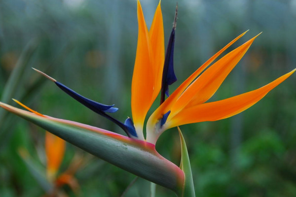 天堂鸟叶子焦边的原因,光照太强通风不畅