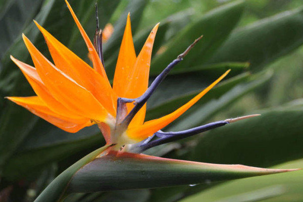 天堂鸟叶子焦边的原因,光照太强通风不畅