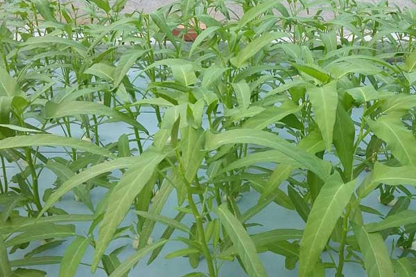 空心菜种植时间和方法,种植时间在4~8月份之间