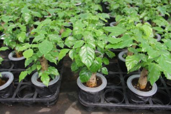 绿宝树的养殖方法和注意事项,既可全日照又耐半阴