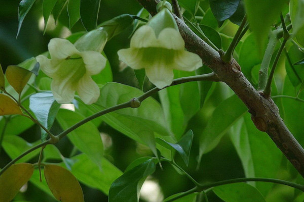 绿宝树的养殖方法和注意事项,既可全日照又耐半阴