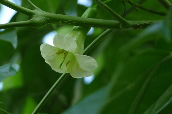绿宝树的养殖方法和注意事项,既可全日照又耐半阴