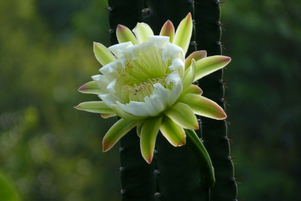 龙骨花有毒吗,有毒毒性分布在汁液中