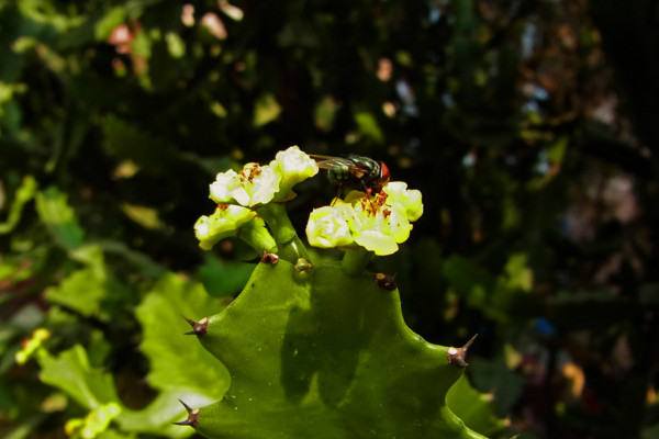 龙骨花有毒吗,有毒毒性分布在汁液中
