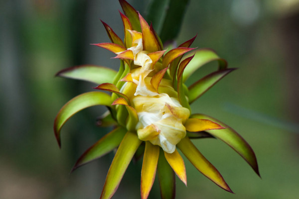 龙骨花有毒吗,有毒毒性分布在汁液中