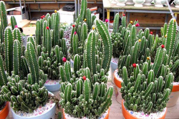 万重山的养殖方法和注意事项,浇水宁干勿湿保证光照充足