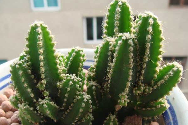 万重山的养殖方法和注意事项,浇水宁干勿湿保证光照充足