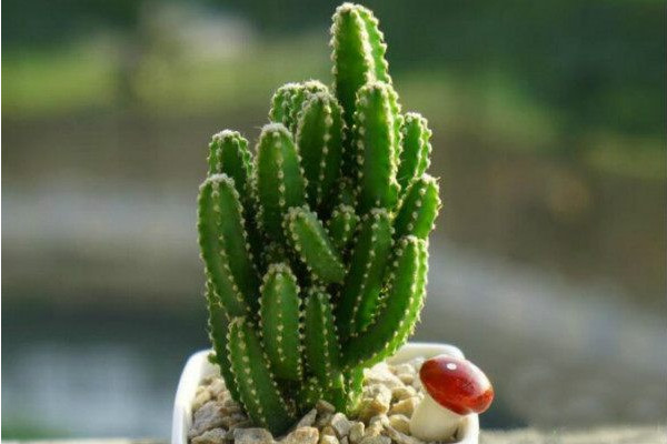 万重山的养殖方法和注意事项,浇水宁干勿湿保证光照充足