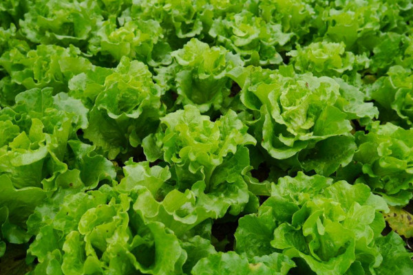 生菜种植时间和方法,每年10~12月份种植最佳