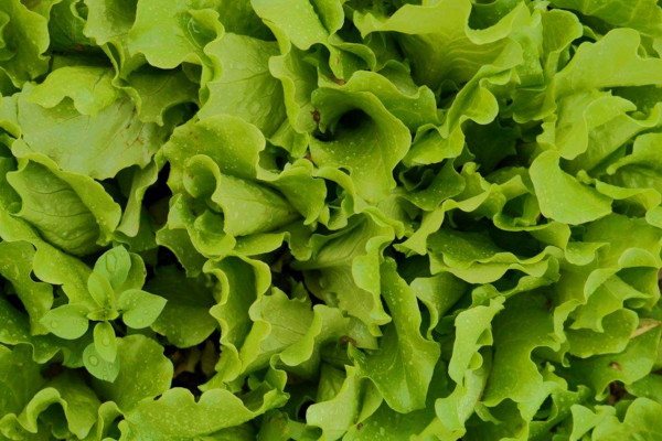 生菜种植时间和方法,每年10~12月份种植最佳