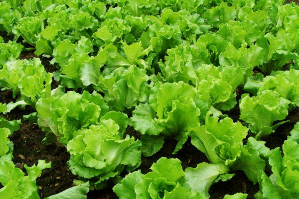 生菜种植时间和方法,每年10~12月份种植最佳