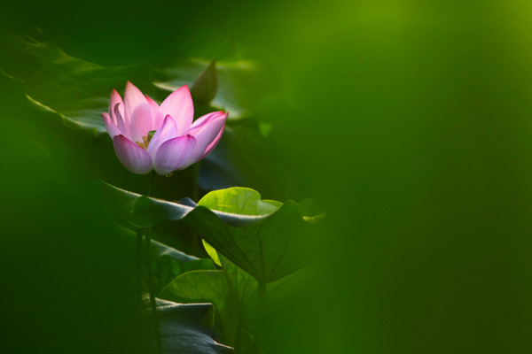 莲花的花语，纯洁/爱情/和美/友谊