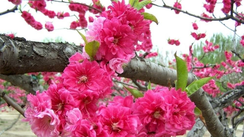 碧桃和桃花的区别 农村致富经