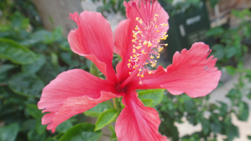 扶桑花修剪时间