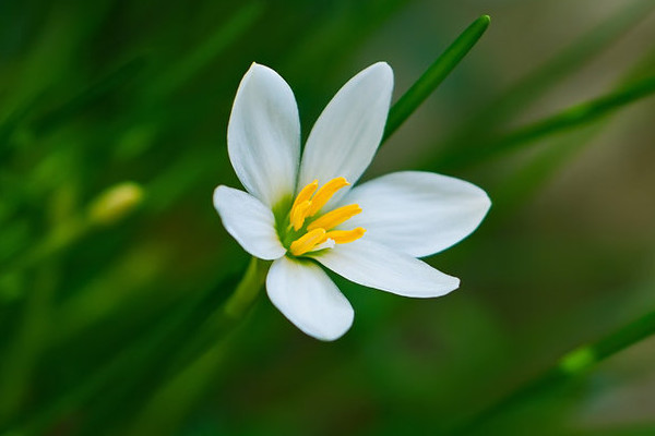 葱兰不开花咋办