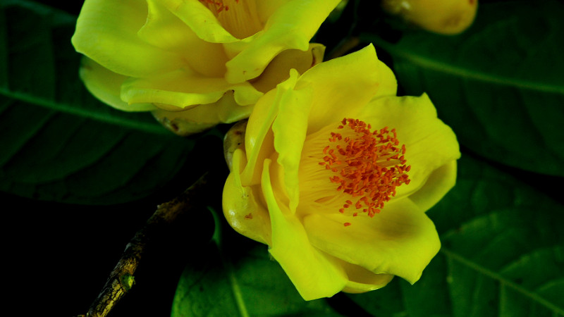 金茶花种子种植方法 农村致富经