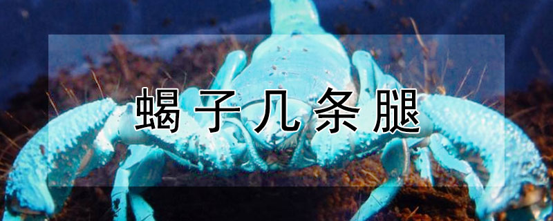 蝎子几条腿