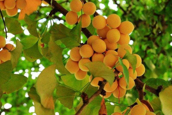 银杏的果子能吃吗