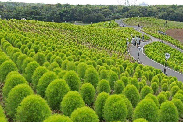 风滚草是扫帚苗吗