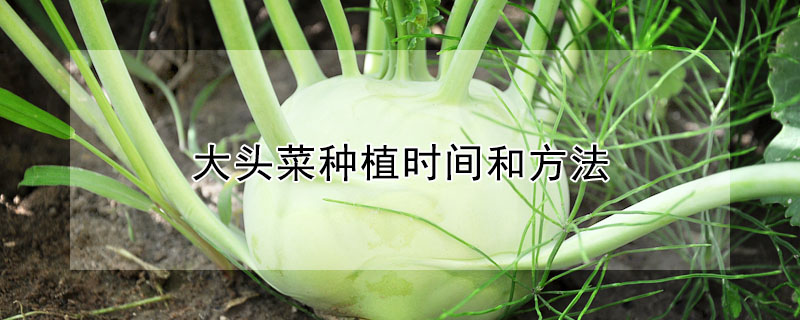 大头菜种植时间和方法