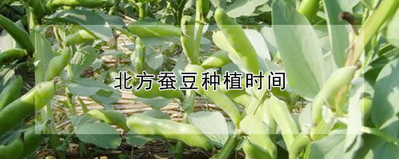 北方蚕豆种植时间