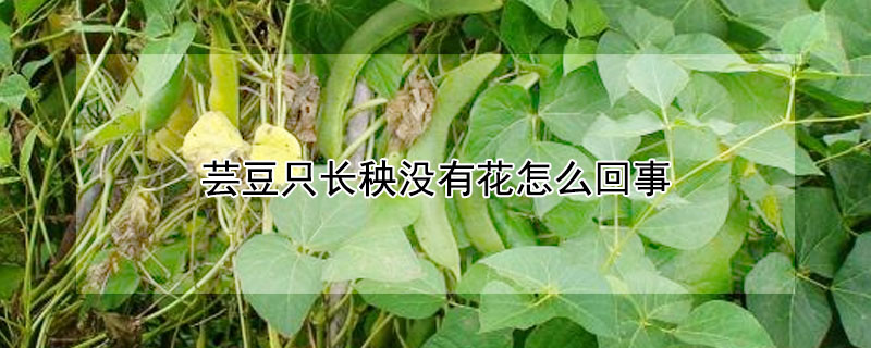 芸豆只长秧没有花怎么回事