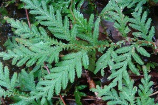 珊瑚蕨与卷柏的区别