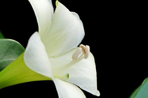 灰莉怎么不开花