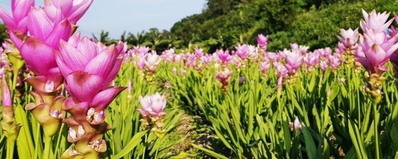 姜荷花花苞干枯是什么原因