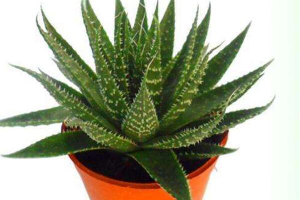 波露烂根了怎么处理