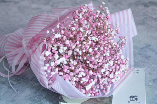 满天星干花能保持多久