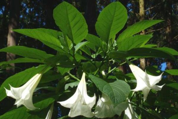 曼陀罗花有毒吗
