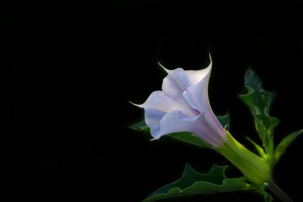 曼陀罗花有毒吗