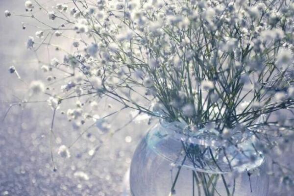 满天星适合送什么人