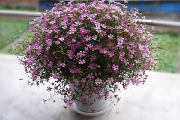 满天星适合送什么人