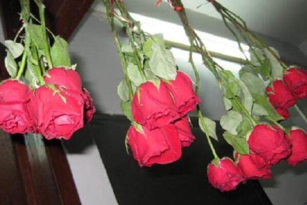 玫瑰花怎么处理不浪费