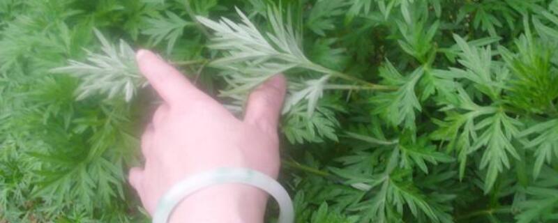 蒿子有几种 农村致富经