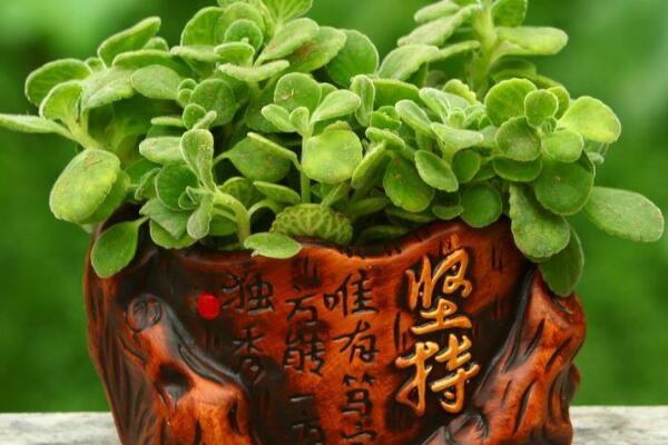 一抹香开花吗