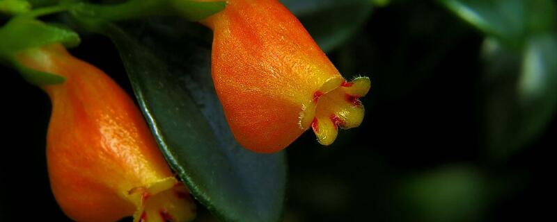 金鱼花怎么养才能开花 农村致富经