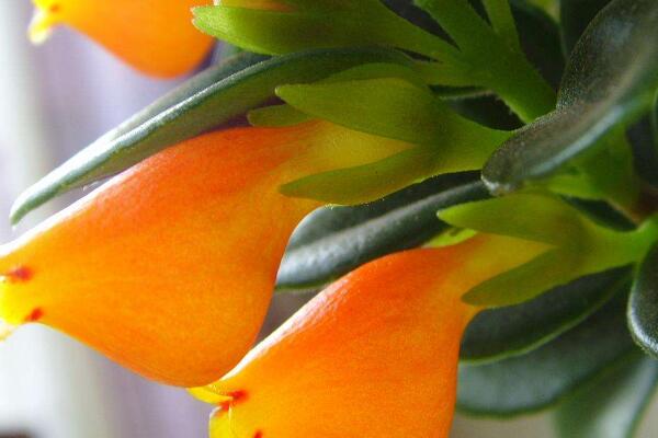 金鱼花怎么养才能开花 农村致富经