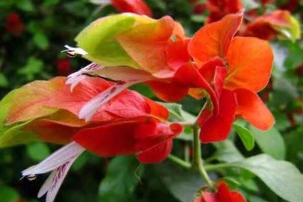 虾衣花有毒吗
