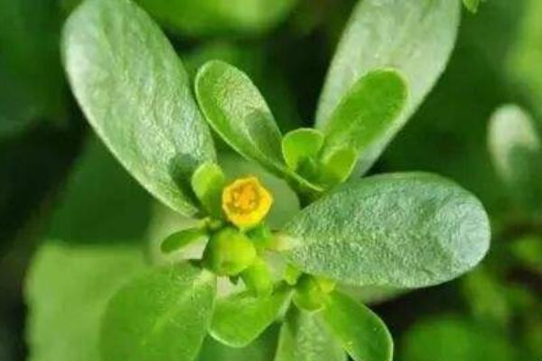马思涵野菜有什么功效