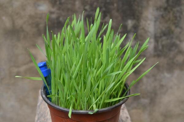 黑麦草种植方法，5步即可完成黑麦草的种植