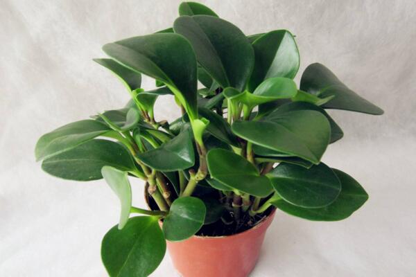 豆瓣绿怎么扦插,4~5月扦插成活率最高