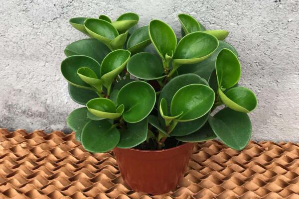 豆瓣绿怎么扦插,4~5月扦插成活率最高