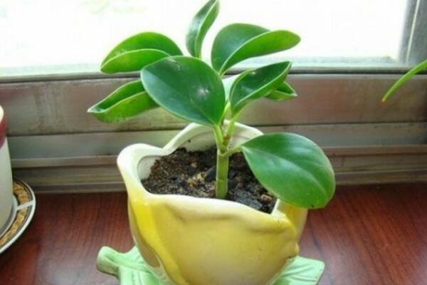 豆瓣绿怎么扦插,4~5月扦插成活率最高