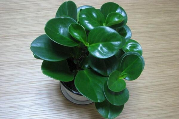 豆瓣绿怎么扦插,4~5月扦插成活率最高