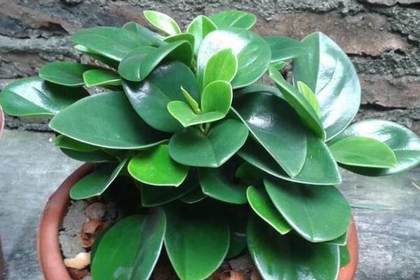 豆瓣绿怎么扦插,4~5月扦插成活率最高