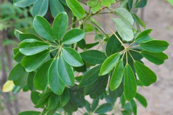 鹅掌藤会开花吗,花期在每年的7月份